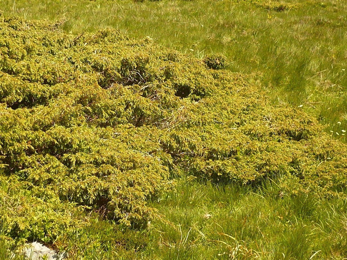 Juniperus communis subsp. nana (Cupressaceae)